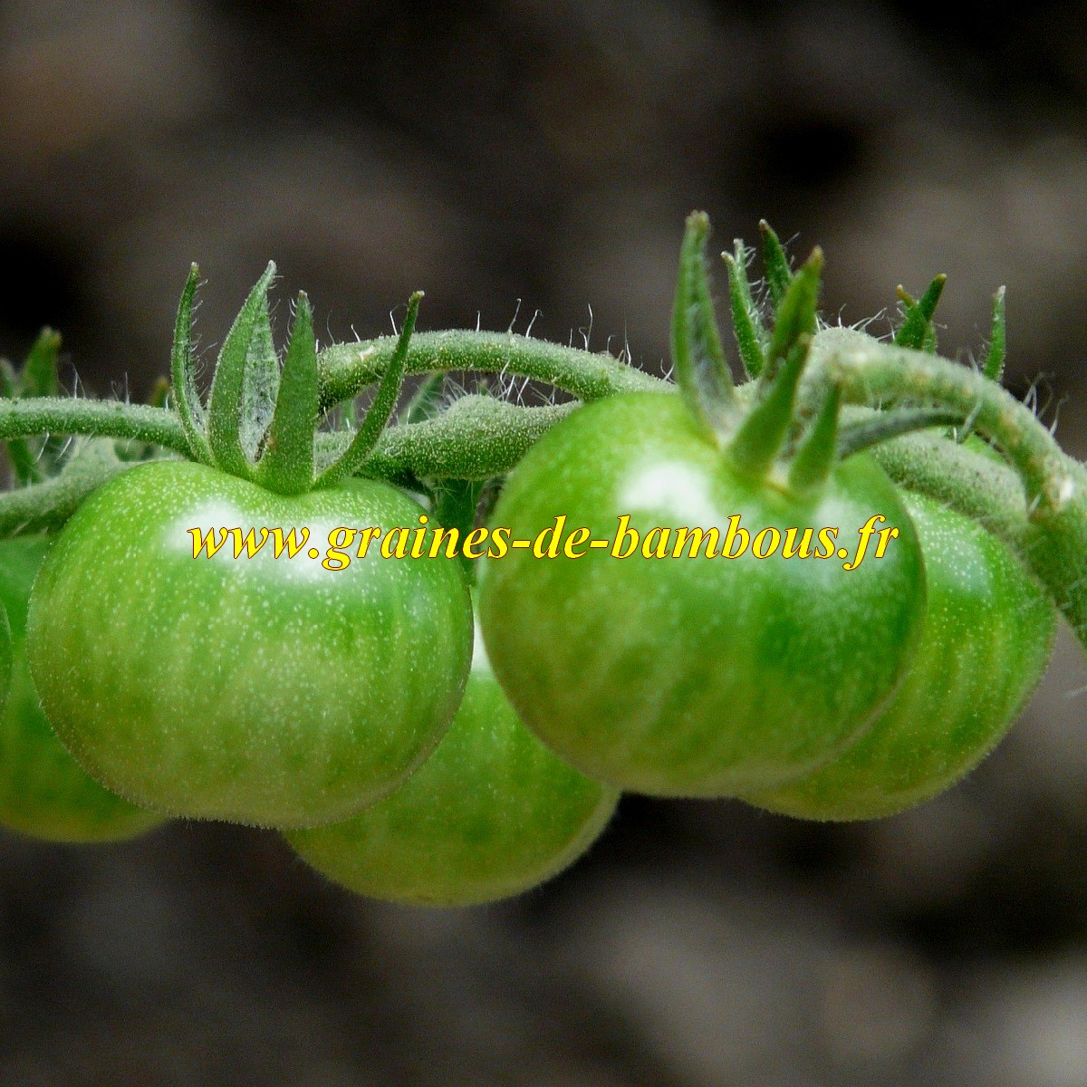 Graines de TOMATE GREEN GRAPE ou RAISIN VERT