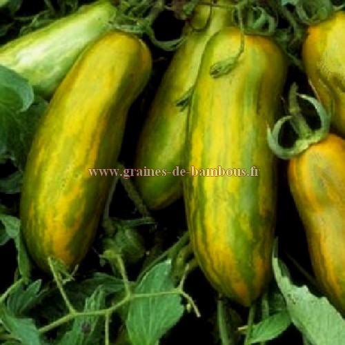 Tomate green sausage graines de bambous fr