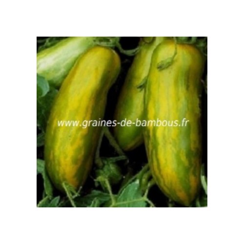 Tomate green sausage sur graines de bambous fr