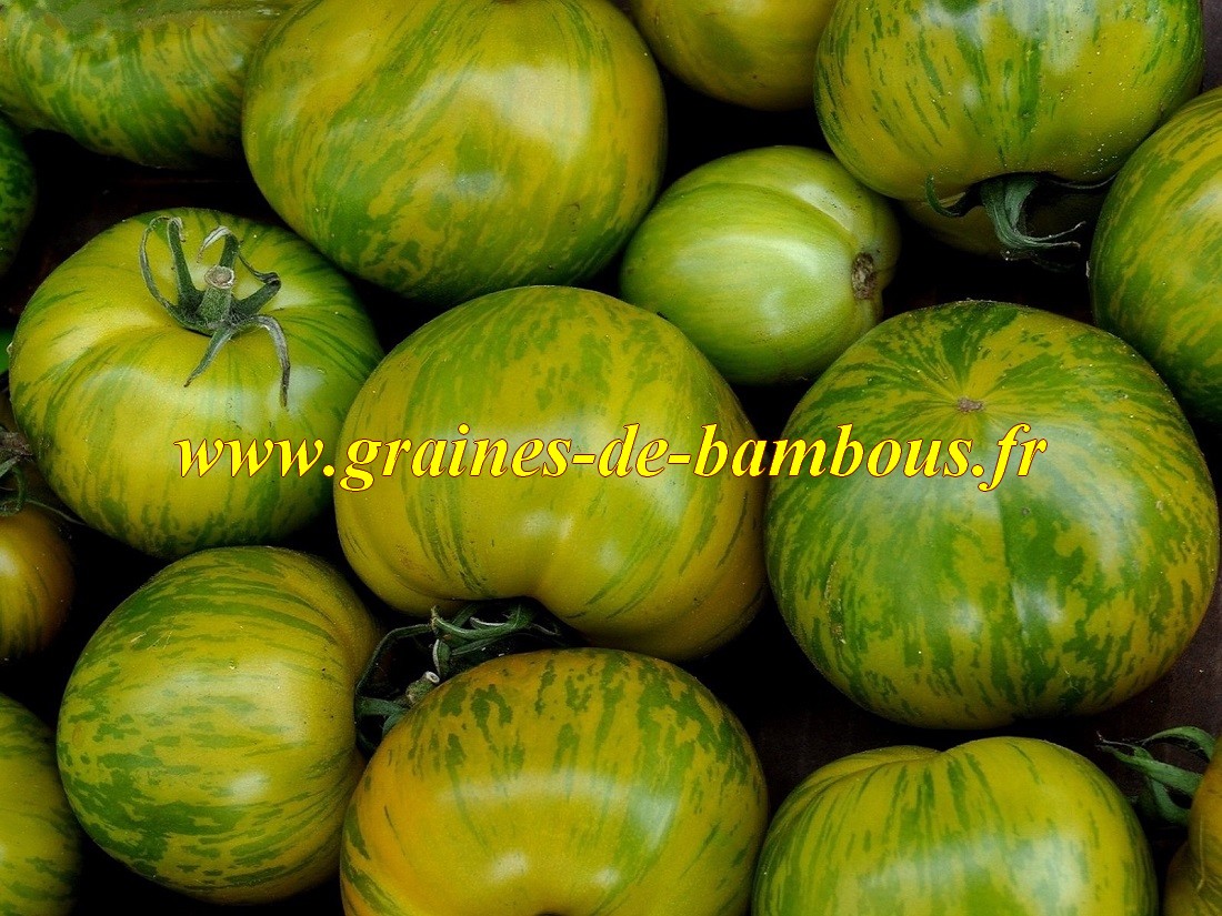 Tomate green zebra graines