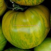 Tomate green zebra semences