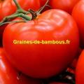 Tomate heinz 1370 sur graines de bambous fr
