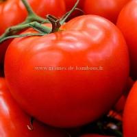 Tomate heinz 1370