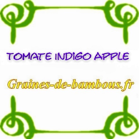 Tomate indigo blue apple