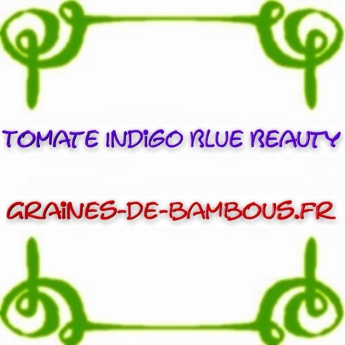 Tomate indigo blue beauty semences