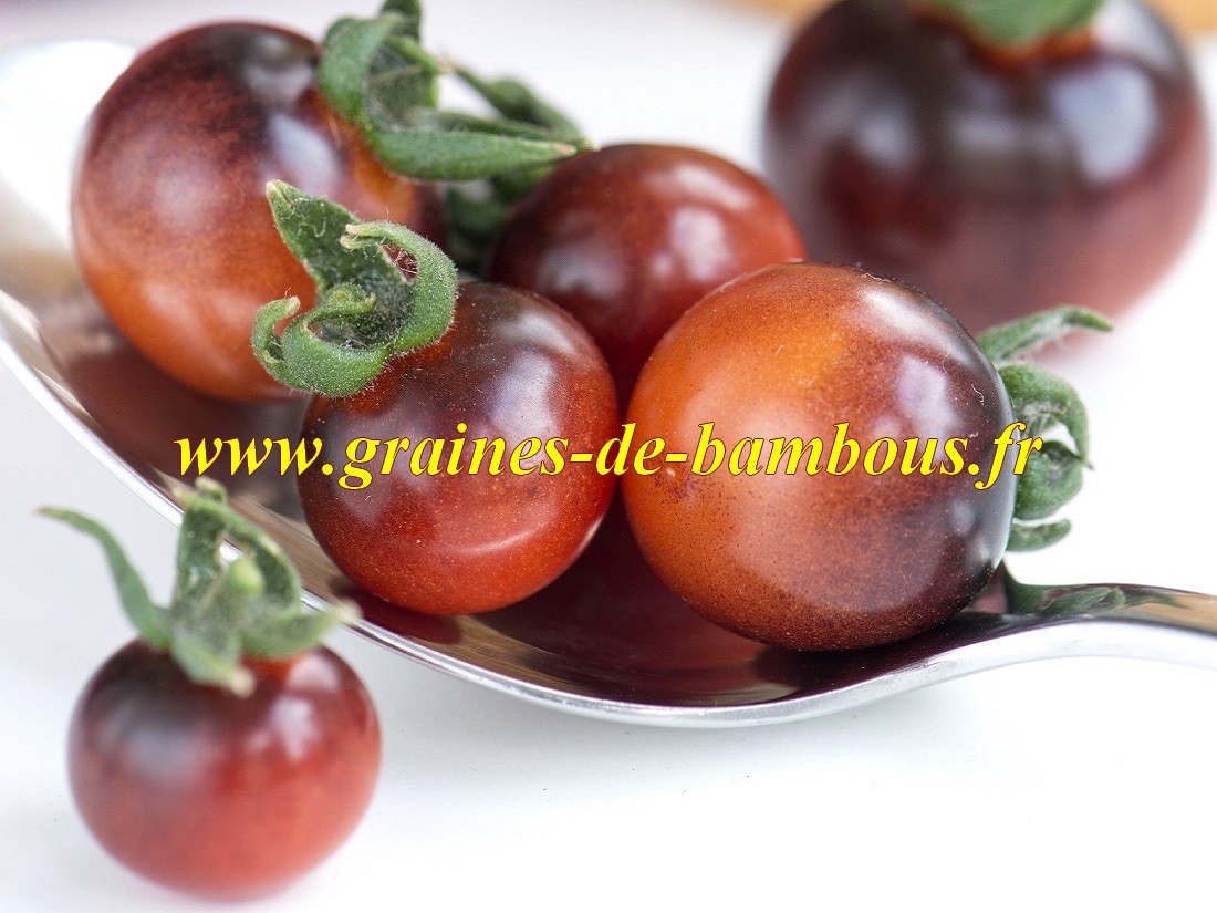 Tomate indigo blue berries graines de bambous fr