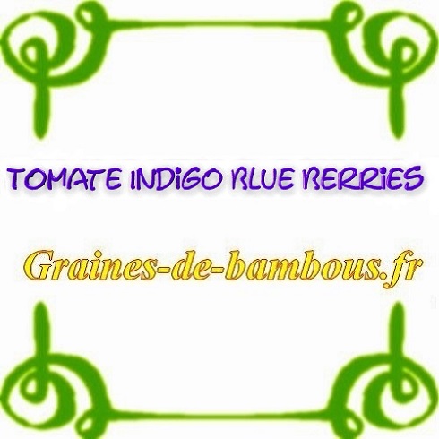 Tomate indigo blue berries graines