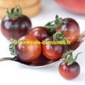 Tomate indigo cerise bleue graines de bambous fr