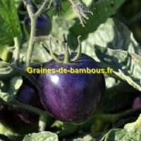 Tomate indigo graines de bambous eu