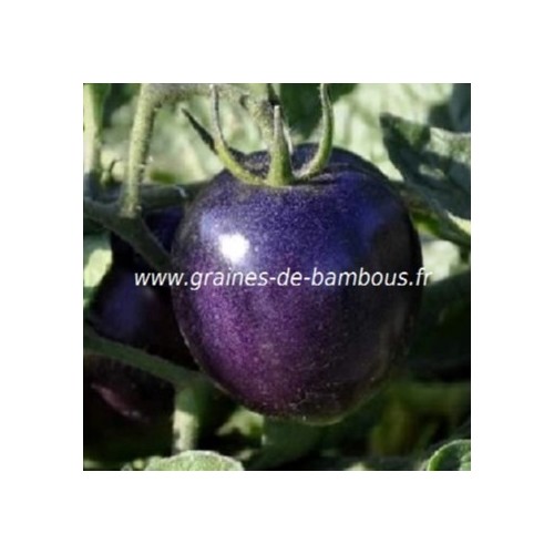Tomate indigo rose graines de bambous eu