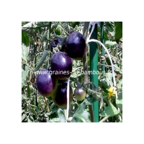 Tomate indigo rose lycopersicum esculentum graines de bambous eu