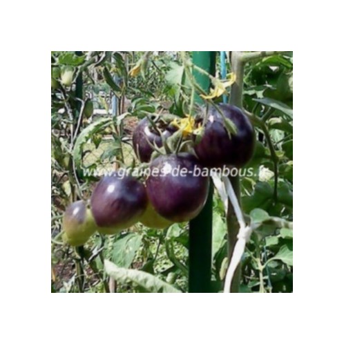 Tomate indigo rose solanum esculentum www graines de bambous eu