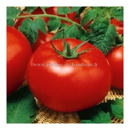 Tomate krakus sur graines de bambous fr