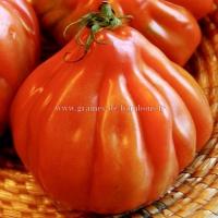 Tomate liguria semences