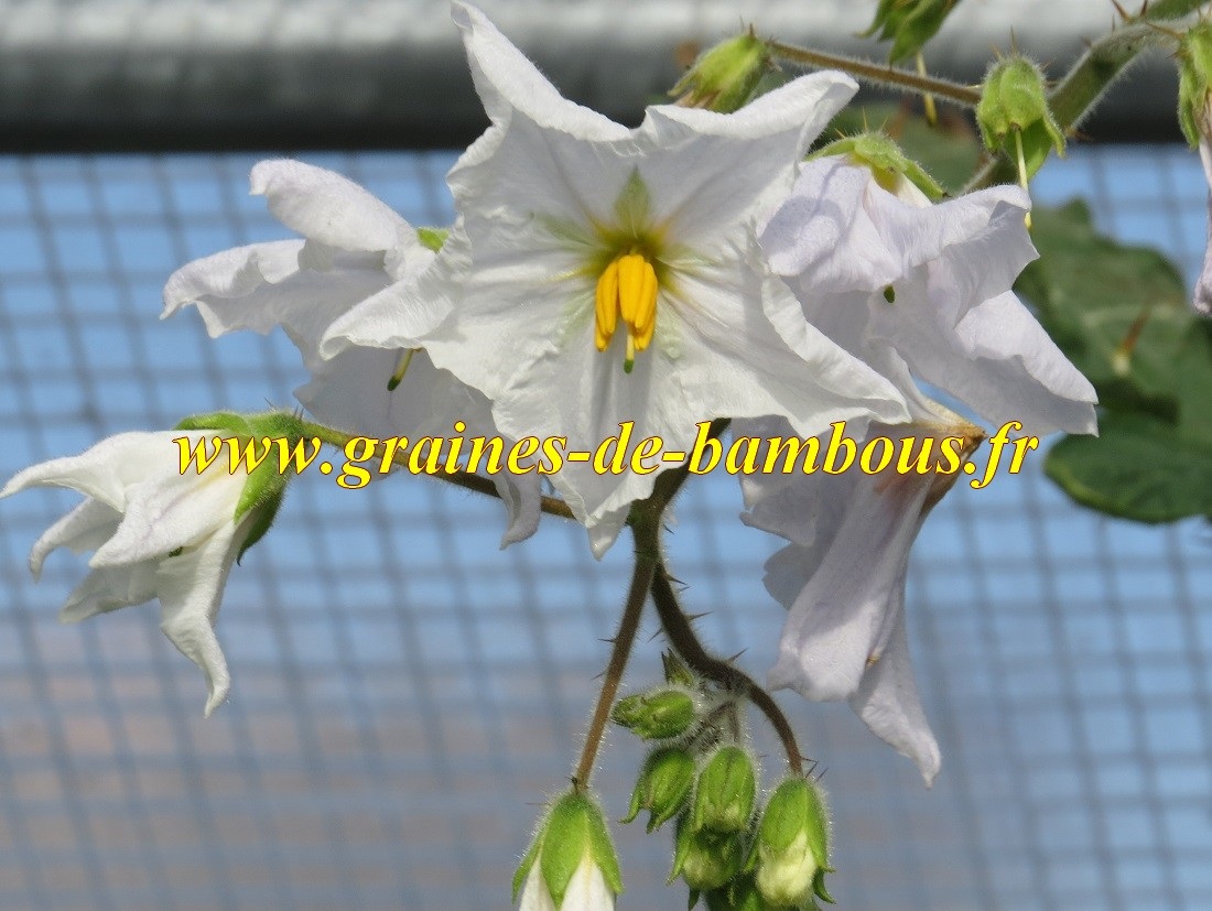 Tomate litchi fleurs de morelles