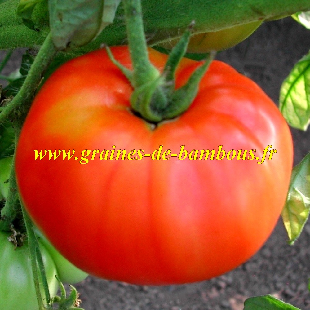 Tomate marmande graines de bambous eu