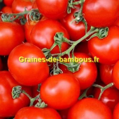 Tomate merveille du jardinier graines de bambous fr