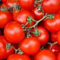 Tomate Gardener's Delight réf.552