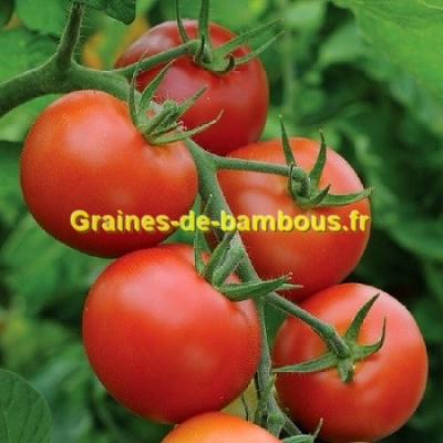 Tomate moneymaker graines pour semis