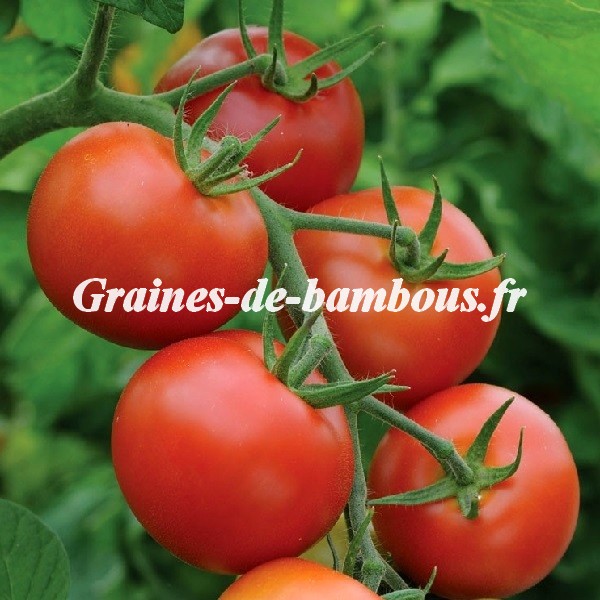 Tomate moneymaker grainesdebambous com