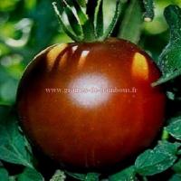 Tomate noire black prince