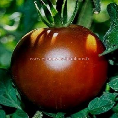 Tomate Black Prince réf.535