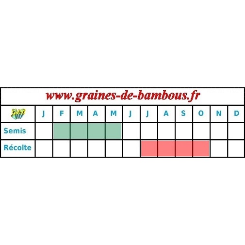 Tomate noire crimee graines periode semis et recolte