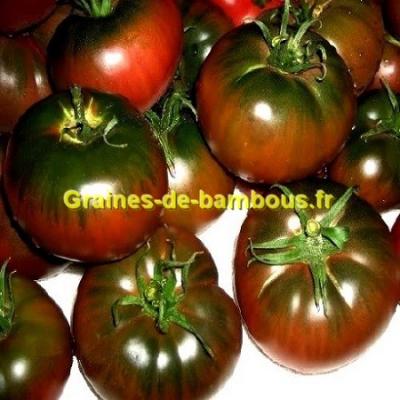 Tomate noire de tula graines solanum esculentum