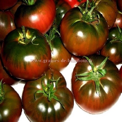 Tomate noire de tula graines