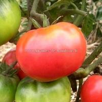 Tomate olena ukrainian graines