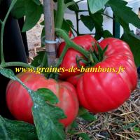 Tomate omar s lebanese graines fruit