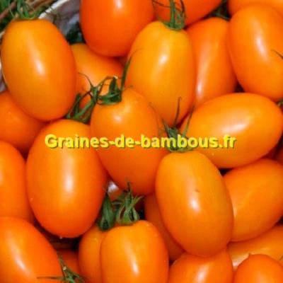 Tomate orange banana chez graines de bambous fr