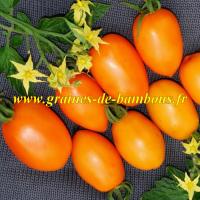 Tomate orange banane lycopersicon esculentum