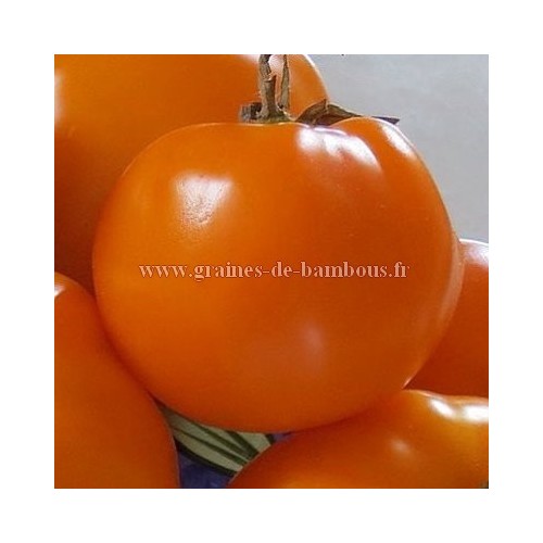 Tomate orange queen sur graines de bambous fr