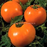 Tomate orange queen