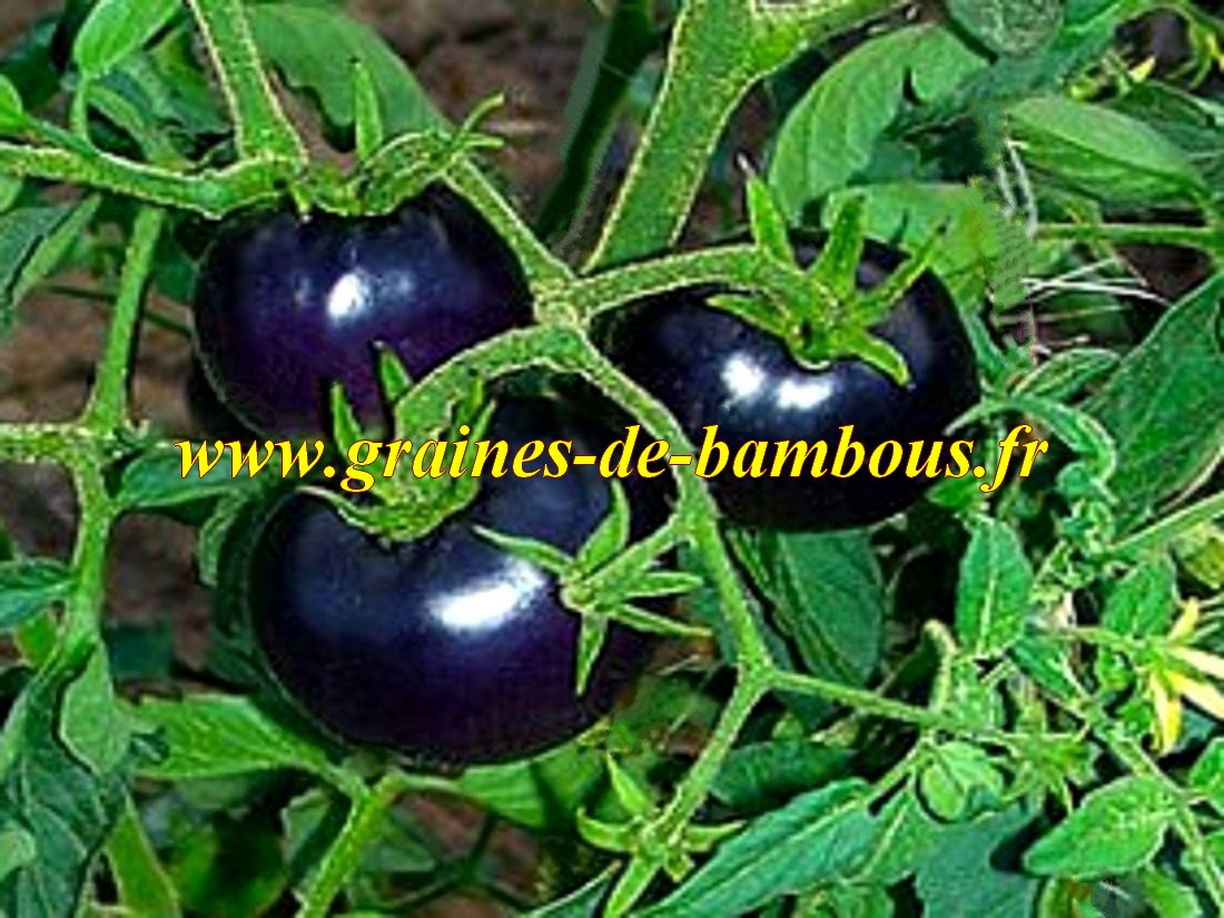 Tomate osu blue p 20 graines tomate bleue