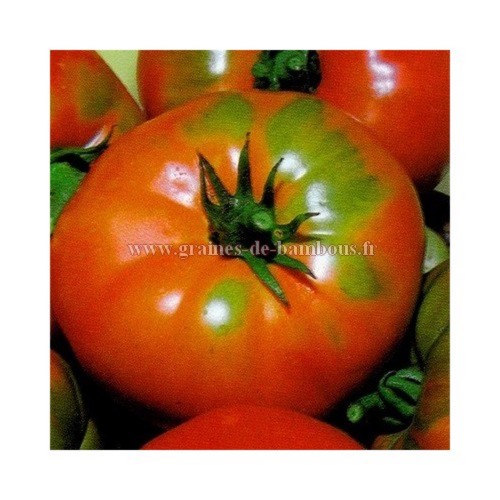 Tomate pantano graines de bambous fr