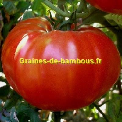 Tomate pantano romanesco graines de bambous fr