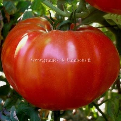 Tomate pantano romanesco graines de bambous fr