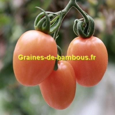 Graine Arbre à Tomate - Tamarillos - Le Comptoir des Graines