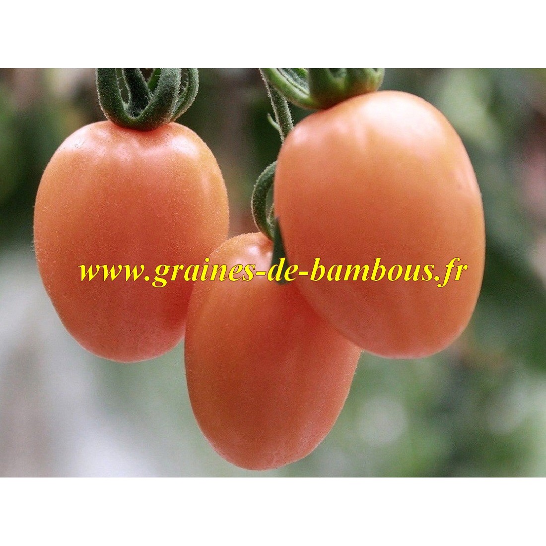 Tomate pink thai rose graines de bambous eu