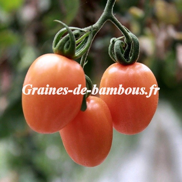Tomate pink thai rose grainesdebambous com