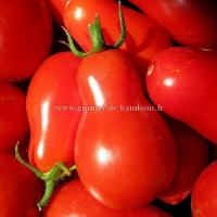 Tomate poire rouge cerise