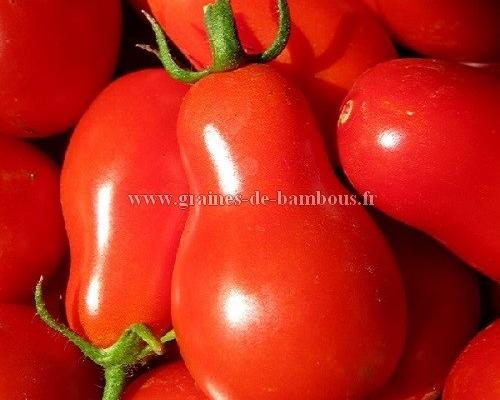 Tomate poire rouge cerise