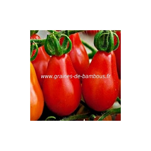 Tomate poire rouge graines de bambous eu