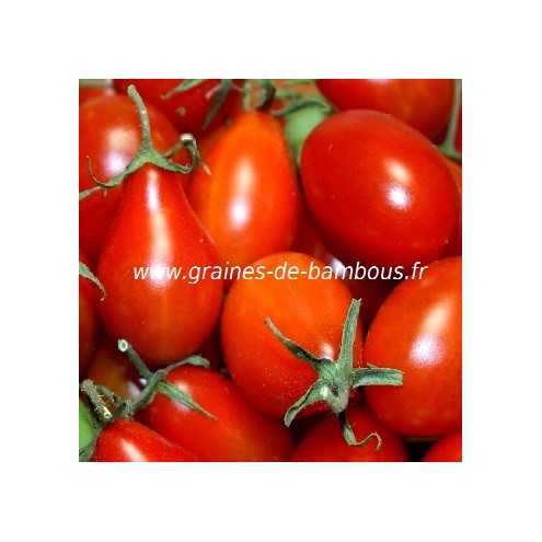 Tomate poire rouge grainesdebambous com