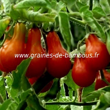 Tomate poire rouge red pear