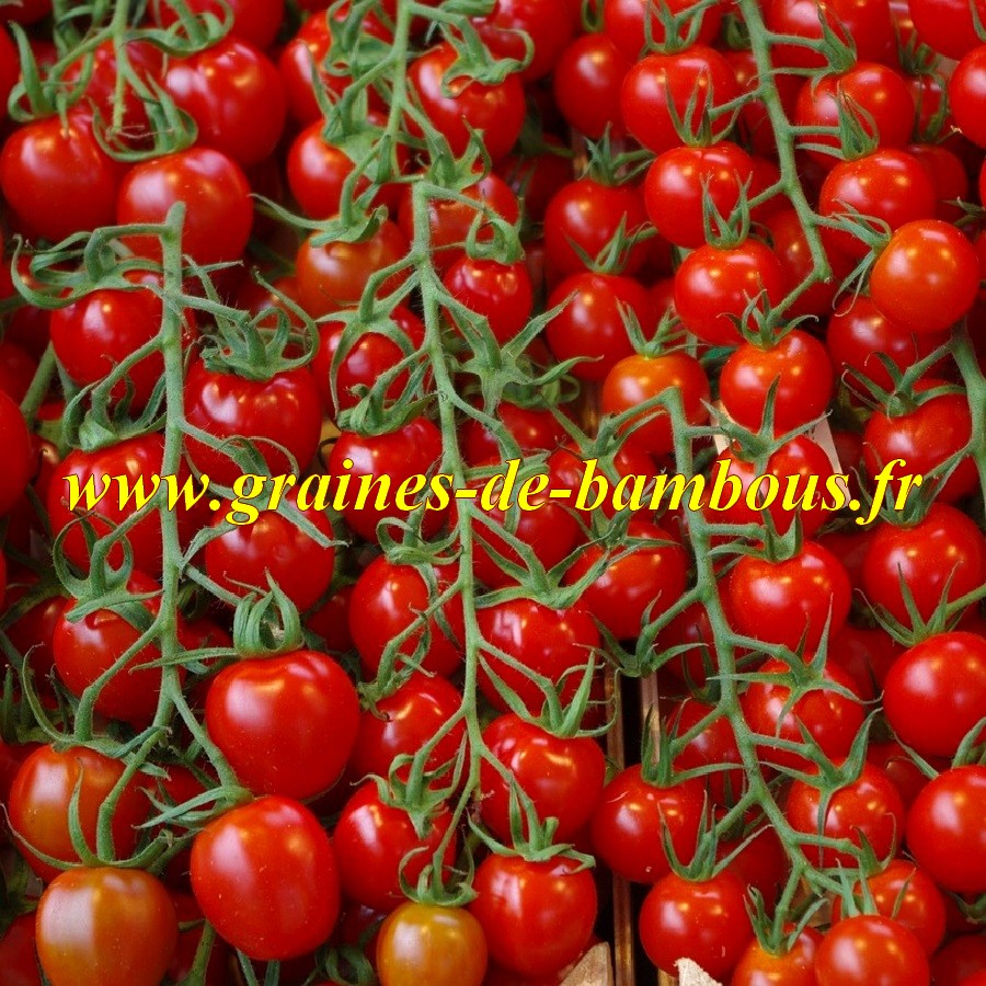 Tomate pokusa graines de bambous fr
