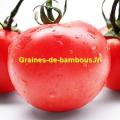 Tomate pomme rouge graines de bambous fr