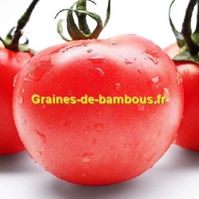 Tomate pomme rouge graines de bambous fr